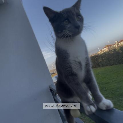 Foto 1/1 Violette Chat perdido en Gagnac sur garonne