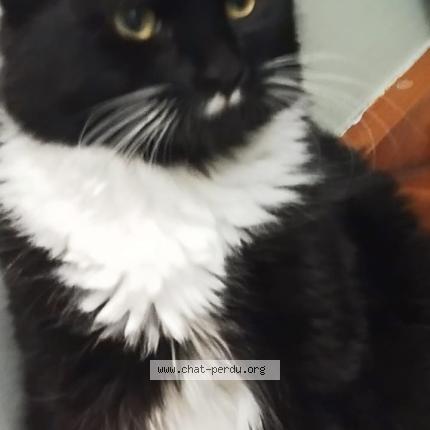 Foto 1/1 Mufasa Chat perdido en Pontault combault