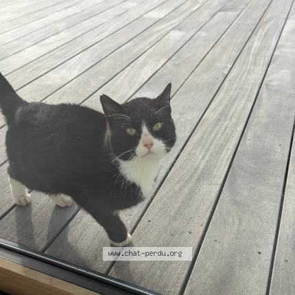 Foto 1/1 Gato encontrado Encontrado en Le pallet