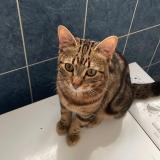 Foto del gato perdido en Garches