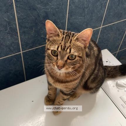 Foto 1/1 Elvis Chat perdido en Garches