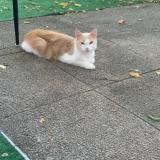 Foto del gato perdido en Merignac