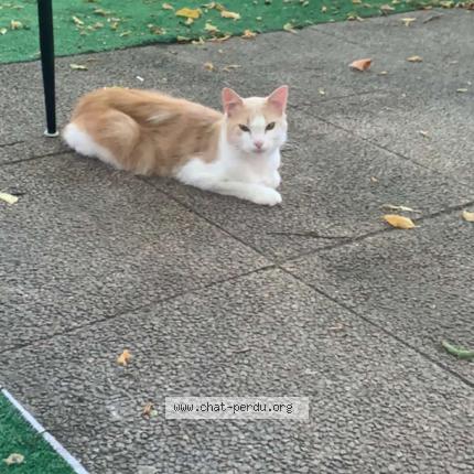 Foto 1/1 Chouchou Chat perdido en Merignac