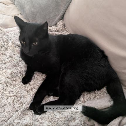 Foto 1/1 Willow Chat perdido en Nantes