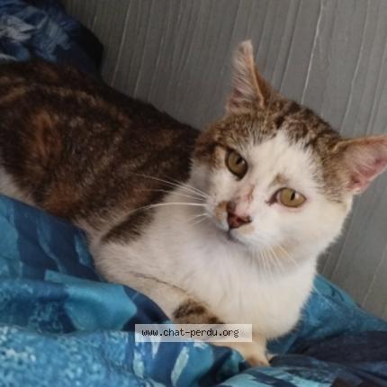 Foto 1/1 Paillette Chat perdido en Bellefontaine