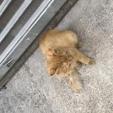 Foto de gato encontrado en Paris