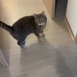 Foto del gato perdido en Tourcoing
