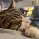 Foto del gato perdido en Richerenches