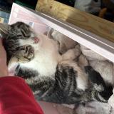 Foto de gato encontrado en Bodeaux