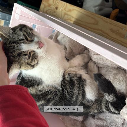 Foto 1/1 Gato encontrado Encontrado en Bodeaux