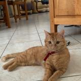 Foto del gato perdido en Bouloire