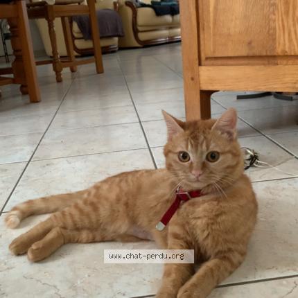 Foto 1/1 Simba Chat perdido en Bouloire