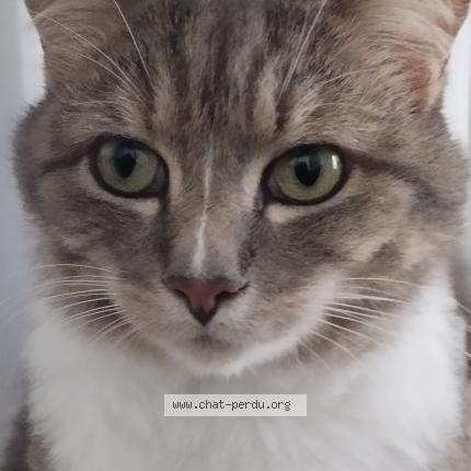 Foto 1/1 Léon Chat perdido en Locmiquelic