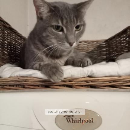 Foto 1/1 Grizouille Chat perdido en La frette