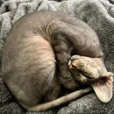 Foto del gato perdido en Montreal