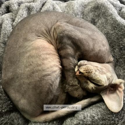 Foto 1/1 Cuirette Chat perdido en Montreal