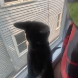 Foto del gato perdido en New York