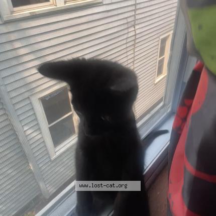 Foto 1/1 Midnight Chat perdido en New york