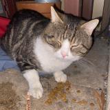 Foto de gato encontrado en Montpellier