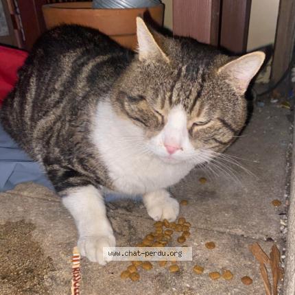 Foto 1/1 Gato encontrado Encontrado en Montpellier