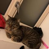 Foto del gato perdido en Pouance