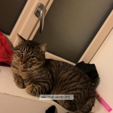Foto 1/1 Simba Chat perdido en Pouance
