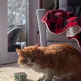 Foto de gato encontrado en Longueuil