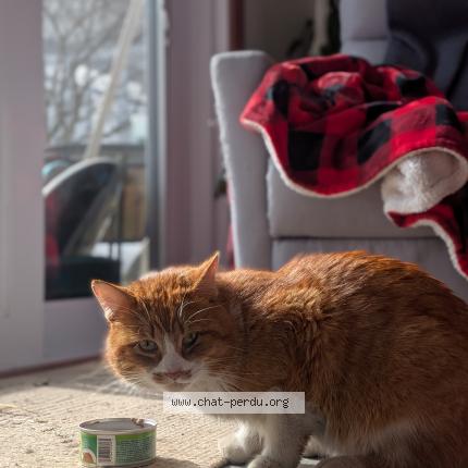 Foto 1/1 Gato encontrado Encontrado en Longueuil