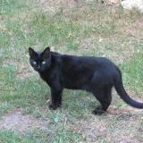 Foto del gato perdido en Arnage