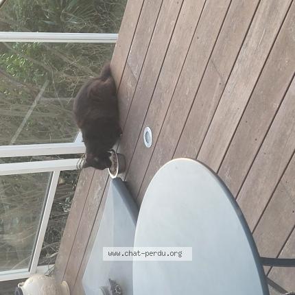 Foto 1/1 Gato encontrado Encontrado en Tarbes