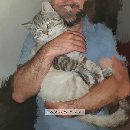 Foto 1/1 Sans nom Chat perdido en Trignac