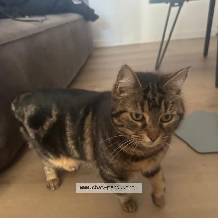 Foto 1/1 Gato encontrado Encontrado en Chateauroux