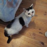 Foto de gato encontrado en Demu