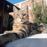 Foto del gato perdido en Villa Albertina Homero Arzulea