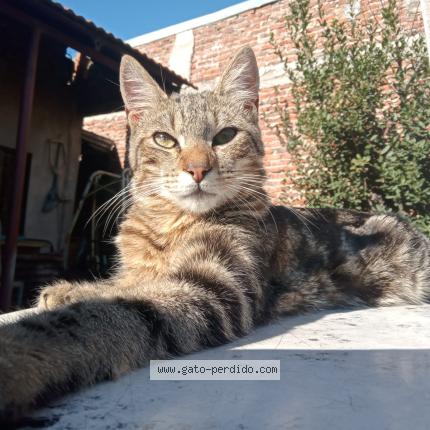 Foto 1/1 TITO Chat perdido en Villa albertina homero arzulea