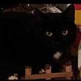 Foto del gato perdido en Plestan