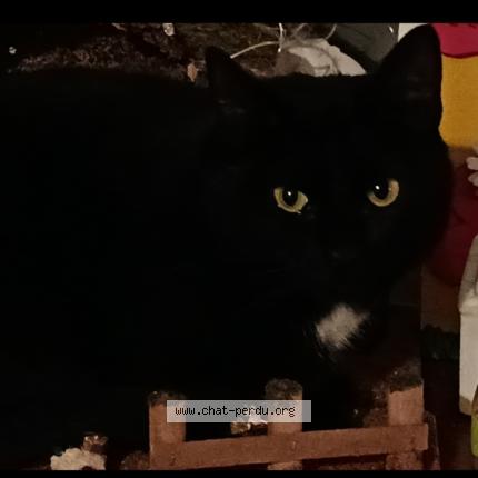 Foto 1/1 Cleopatre Chat perdido en Plestan