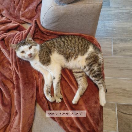 Foto 1/1 Mimiborgne Chat perdido en Sainte sigolene