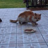 Foto de gato encontrado en Meaux