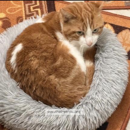 Foto 1/1 Gato encontrado Encontrado en Bondy