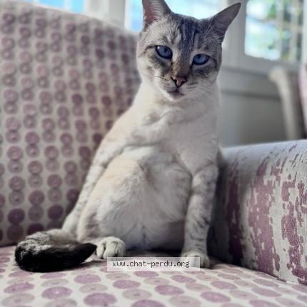 Foto 1/1 Yoshi Chat perdido en Perpignan