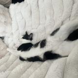 Foto del gato perdido en Braine L Alleud