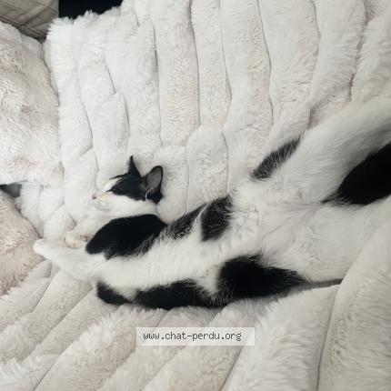 Foto 1/1 Chanel Chat perdido en Braine l alleud