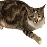 Foto del gato perdido en Saint Hilaire Le Grand