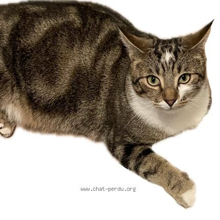Foto 1/1 viens l&agrave; Chat perdido en Saint hilaire le grand