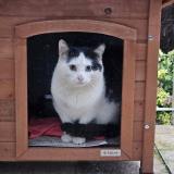 Foto de gato encontrado en Villepreux