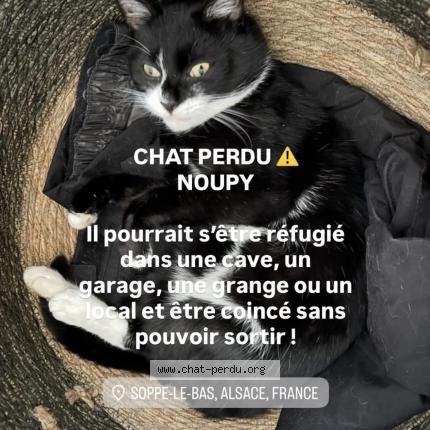 Foto 1/2 Noupy Chat perdido en Soppe le bas