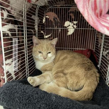 Foto 1/1 Gato encontrado Encontrado en Jussy