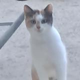 Foto de gato encontrado en Saint Hilaire De Loulay