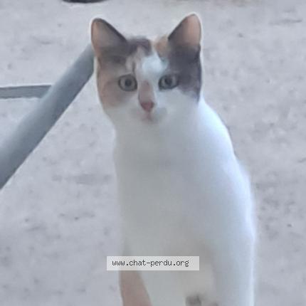 Foto 1/1 Gato encontrado Encontrado en Saint hilaire de loulay